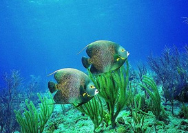 環(huán)境影響評(píng)價(jià)、排污許可證、應(yīng)急預(yù)案